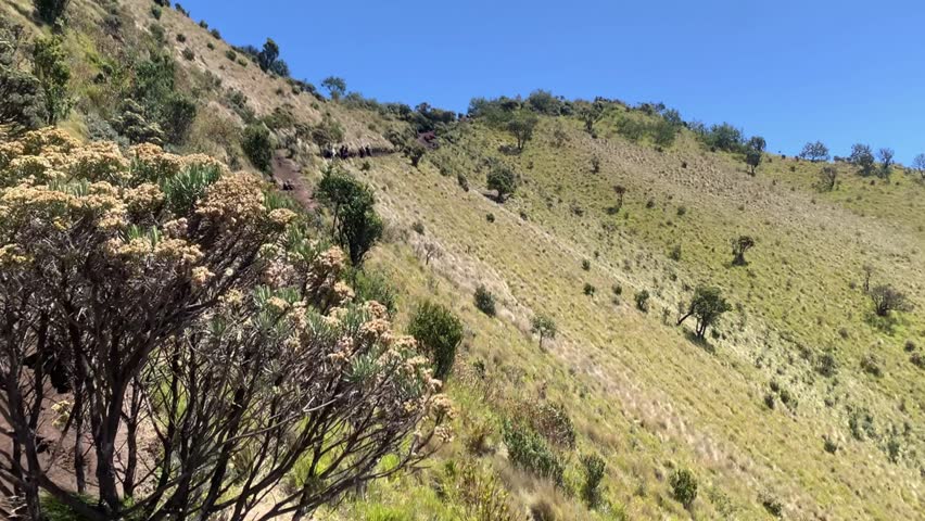 Wide video of grassy mountain hillside with small trees and shrubs under clear blue sky. Natural landscape with hiking trail, outdoor adventure and nature concept.