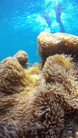 Freediver diving underwater toward a sea anemone with clownfish near the coast of Borneo, Malaysia. Tropical marine life, coral reef ecosystem, and adventure freediving in clear ocean water.