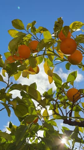 Orange tree with ripe fruits, vertical video.