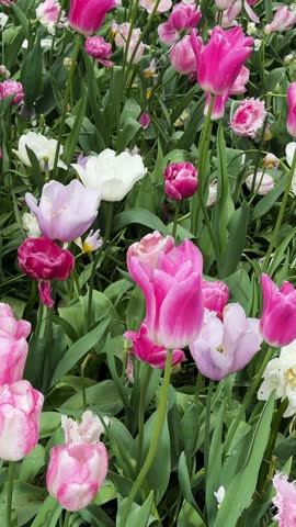 Colorful growing red and pink tulips flowerbed in spring formal garden