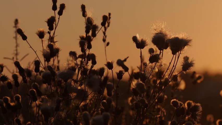Panoramic view Fluffy wildflowers field beautiful nature sunset landscape glowing under warm summer sun rays. Annoying, flickering flies. Areas agricultural plant. Summer season and farming on rural.