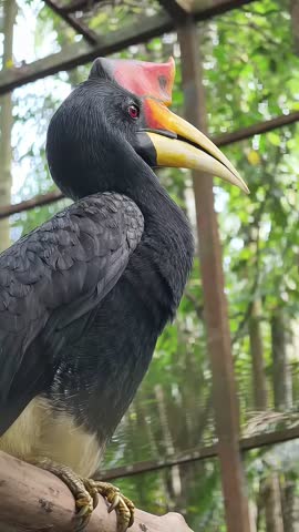 A black hornbill with a distinctive beak and red crest perched on a branch