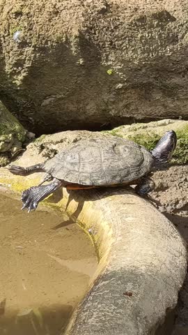 A turtle perched on a rock beside a body of water