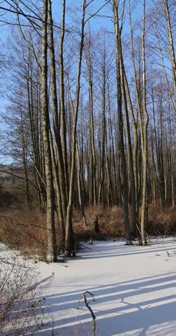 a swamp covered with snow and ice in winter, a large number of trees growing in a swampy area in winter, blue sky and sunny weather at sunset