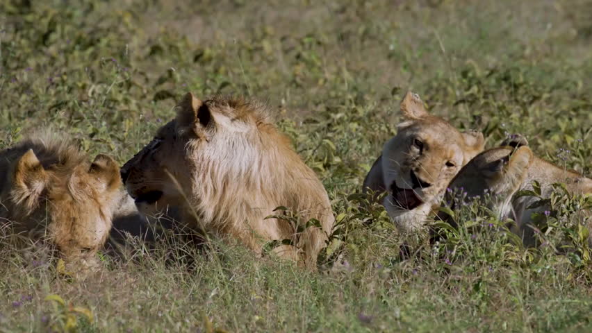 A lion (Panthera leo) family resting in a grass, Nairobi, Kenya.