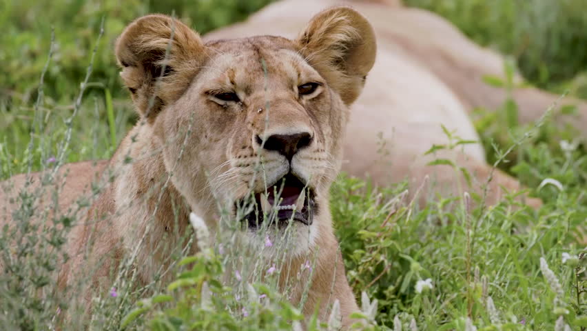 Panting lioness (Panthera leo) lying down in a grass and resting, Nairobi, Kenya.