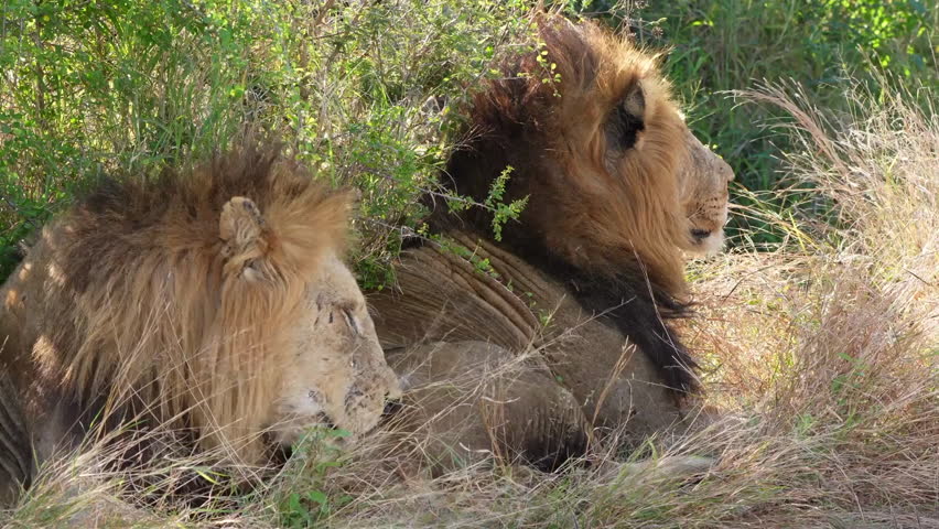 Two lions (Panthera leo) lying down in grass and resting, Nairobi, Kenya.
