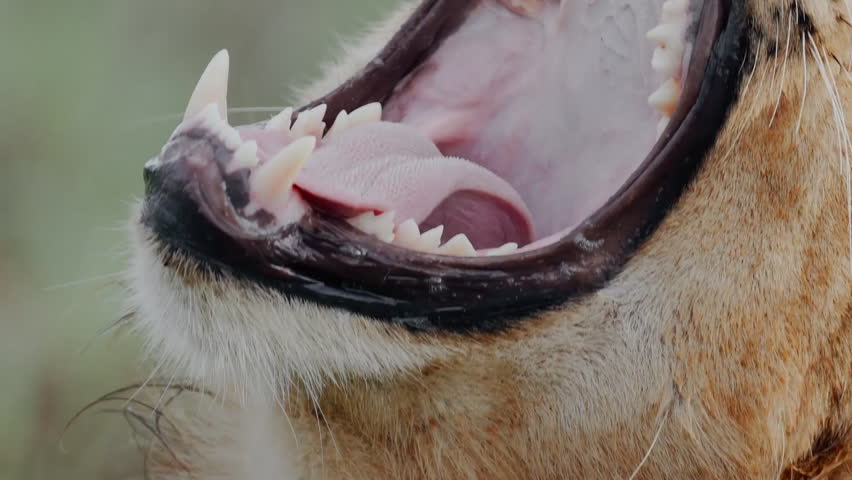 A close up of a lion (Panthera leo) yawning, Nairobi, Kenya.