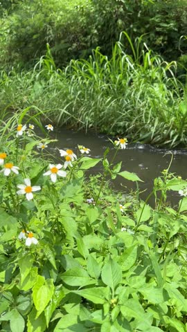 Wildflowers blooming along a gently flowing river in a peaceful natural landscape.