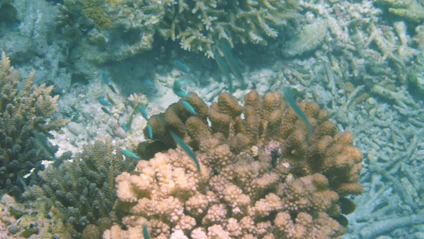 Handheld snorkeling footage of blue green chromis schooling above colorful coral formations in shallow tropical reef.