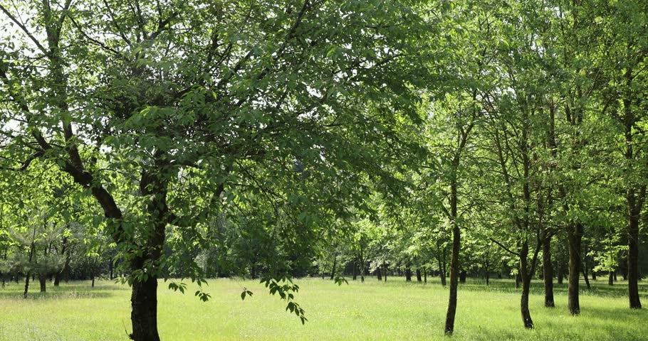 trees with fresh green foliage growing in the mixed park in the summer, beautiful deciduous trees with green foliage in sunny summer weather