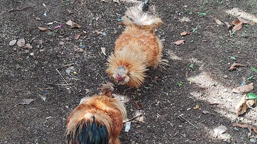 two brown male silky chickens fighting