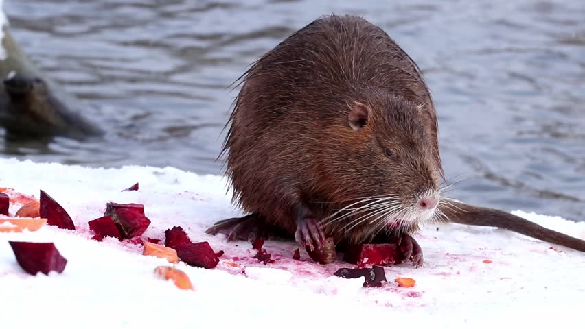 Wild nutria eats beets.Nutria sits in the snow and funnily sorts vegetables with their paws.Funny wild animals.