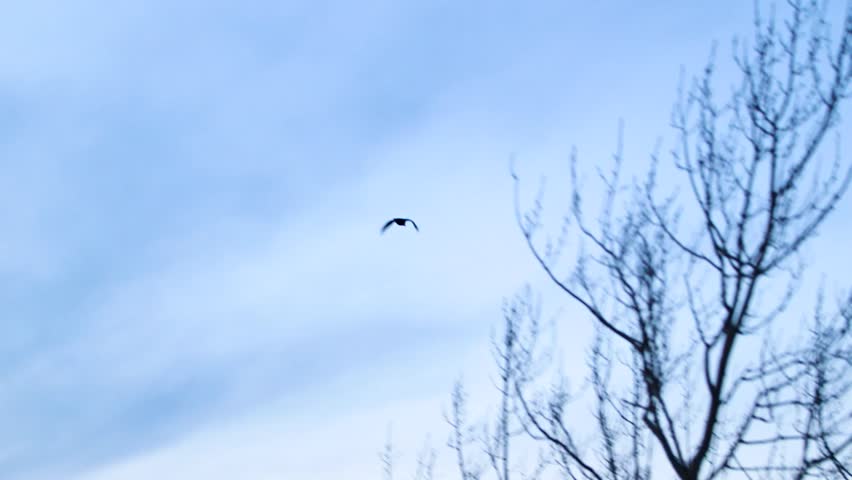 Bird flying in to the sunset over trees in Alaska