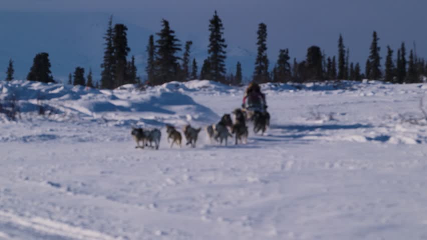Close up of iditarod team pulling a sled