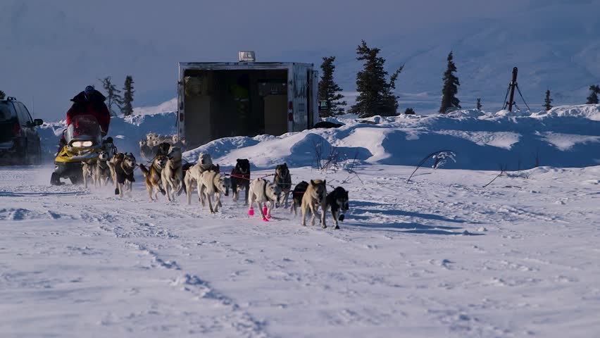 Close up of sled dog team running in the snow