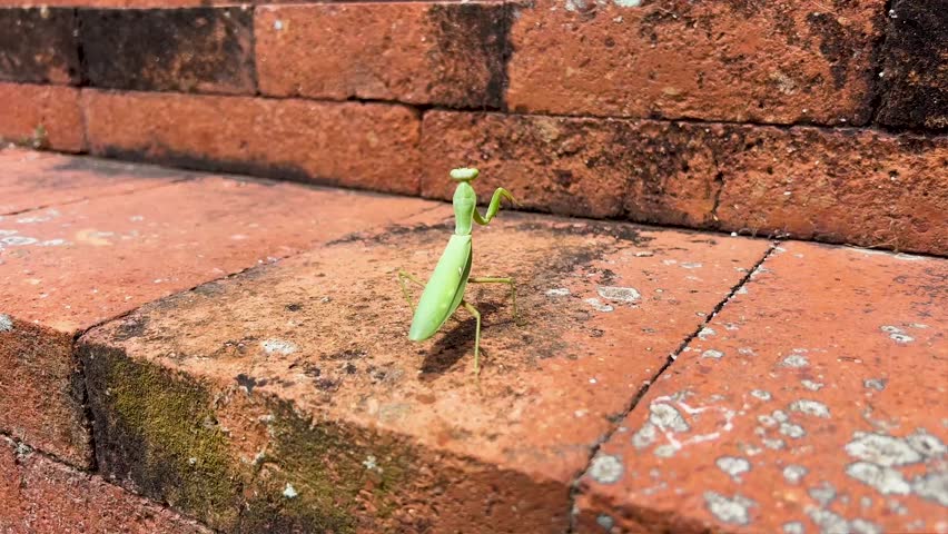 A praying mantis walking along the red brick stone walls of an old tower. Horizontal video.	