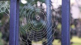 Video with sound. Spider cobweb glistening with dew on a cloudy and windy morning, highlighted against a soft, blurred green background. This close-up video of a spider cobweb covered in sparkling dew droplets on a cloudy morning.
The delicate threads move softly in the wind, revealing an intricate orb-weaver pattern.
Natural birds chirping in the background enhances the calm outdoor soundscape.
A serene nature moment highlighting moisture, motion, and fragile beauty.Florida, January 4, 2026 - Powered by Shutterstock - Get 15% off with code: PIKWIZARD15