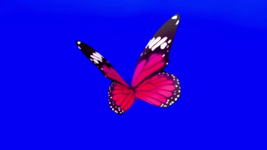 Red butterfly flying in blue background 