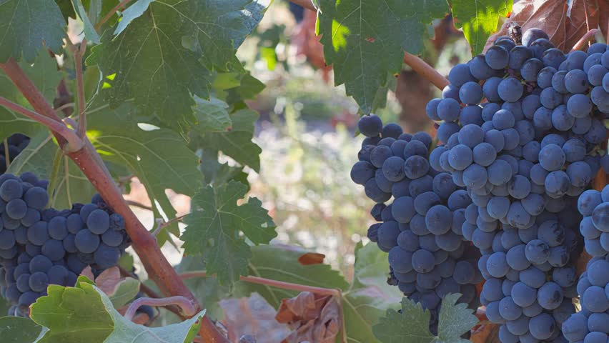 bunch of black purple grapes vine vines vineyard