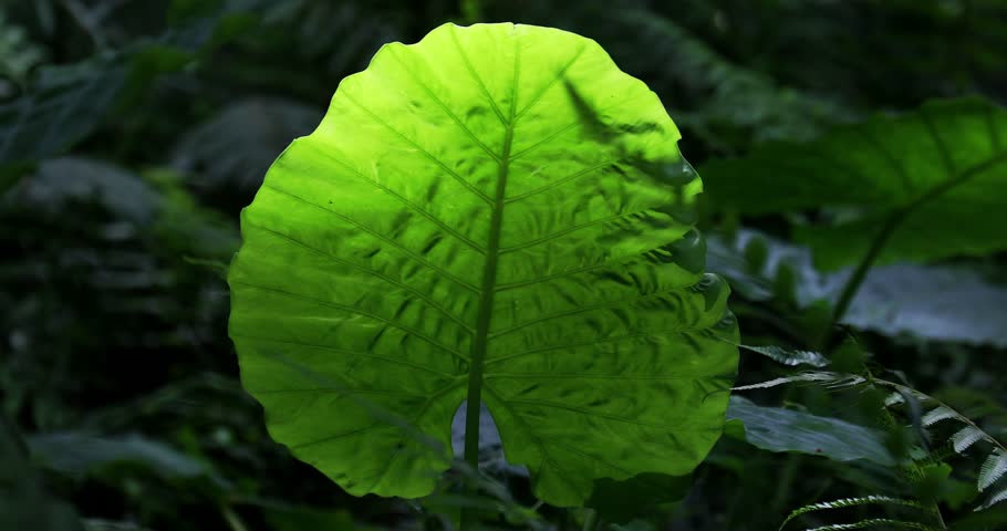 The taro plant in the mountains of Taiwan has large, glossy green leaves covered with water droplets, highlighting the clear veins and the moist texture characteristic of tropical plants.
