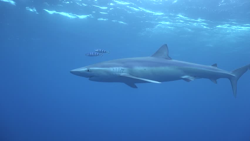 Low angle underwater shot of a Blue Shark (Prionace glauca) swimming near the water surface around a bait cage in the deep blue open ocean with sunlight rays