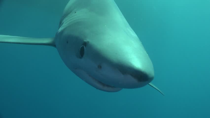 Close-up underwater shot of a majestic Blue Shark (Prionace glauca) swimming calmly in the deep blue ocean, accompanied by striped pilot fish. High resolution 4K marine wildlife footage of a pelagic predator in its natural habitat