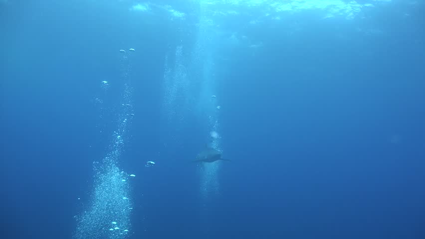 Low angle underwater shot of a Blue Shark (Prionace glauca) swimming near the water surface around a bait cage in the deep blue open ocean with sunlight rays