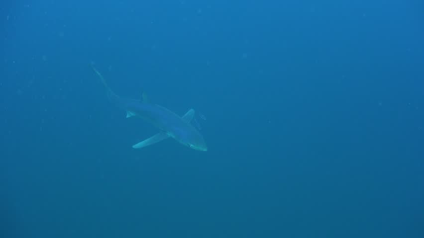 Close-up underwater shot of a majestic Blue Shark (Prionace glauca) swimming calmly in the deep blue ocean, accompanied by striped pilot fish. High resolution 4K marine wildlife footage of a pelagic predator in its natural habitat