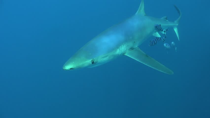 Close-up underwater shot of a majestic Blue Shark (Prionace glauca) swimming calmly in the deep blue ocean, accompanied by striped pilot fish. High resolution 4K marine wildlife footage of a pelagic predator in its natural habitat