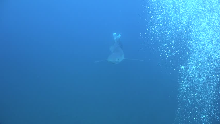 Close-up underwater shot of a majestic Blue Shark (Prionace glauca) swimming calmly in the deep blue ocean, accompanied by striped pilot fish. High resolution 4K marine wildlife footage of a pelagic predator in its natural habitat