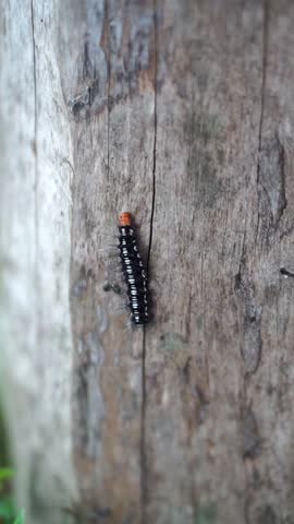 Black hairy caterpillar with white patterns crawling on a wooden log