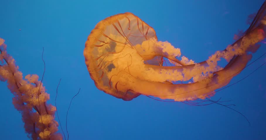 Group of Orange Pacific Sea Nettle Jellyfish (Chrysaora fuscescens) swimming gracefully in deep blue water. Beautiful underwater marine life footage