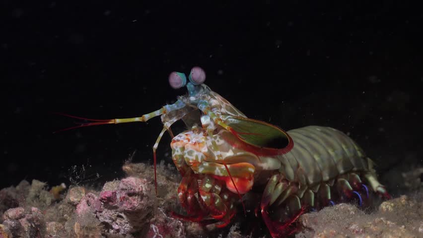Peacock Mantis Shrimp (Odontodactylus scyllarus) resting on the seabed at night. Close-up side view of a vibrant colorful crustacean in the tropical ocean with black background