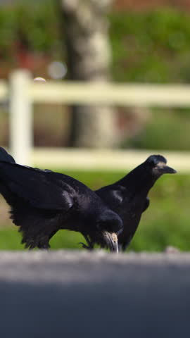 Rook black bird pecking at crumbs on the floor outdoors