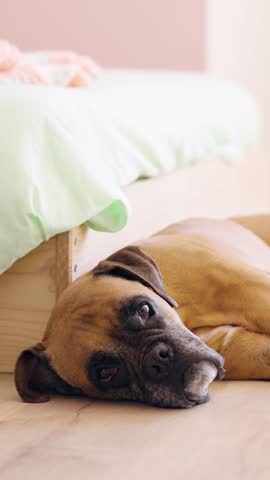 Cute purebred boxer dog lying down on the wooden floor of a cozy bedroom. The tired pet is resting with its head on the ground, looking sad