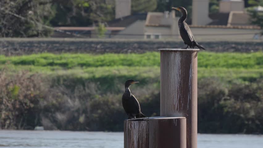 Two cormorants perched on a steel pylon in the Sacramento River