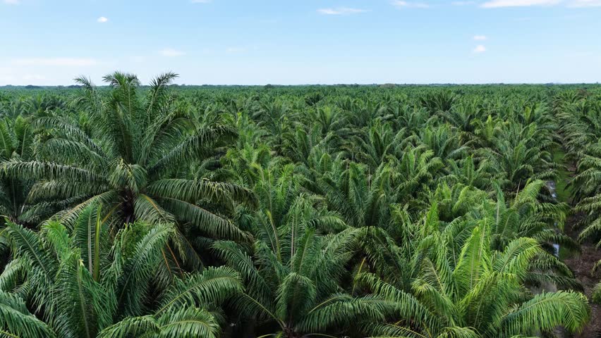 Expansive aerial footage flying over a vast palm oil plantation. Green palm trees stretch to the horizon under a clear blue sky