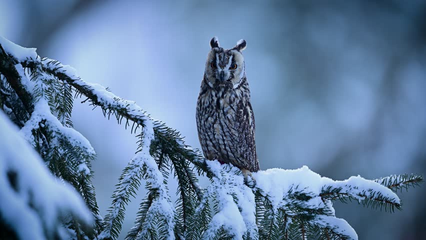 Long eared owl ( Asio otus ) close up	