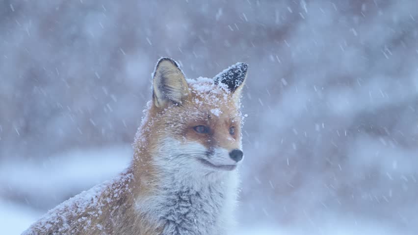 Red fox ( Vulpes vulpes ) in winter scenery	