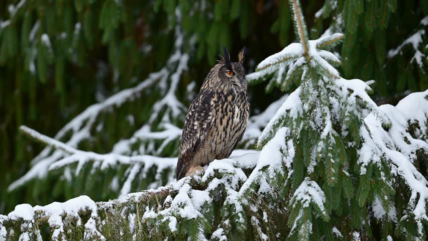 Eurasian eagle owl ( Bubo bubo ) close up	