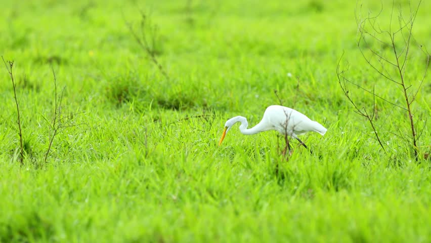 Great Egret standing in a tropical wetland marsh at sunset