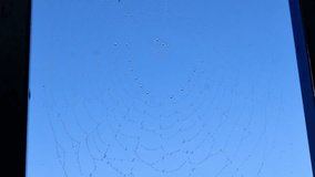 Video with sound! Spider cobweb covered in dew on a cloudy morning against blue sky. A close-up view of a spider cobweb adorned with sparkling dew droplets.
Moisture highlights the fine geometry of the web as it shifts in the breeze.
Soft light and overcast skies create a calm, moody tone.
Perfect for nature, mindfulness, and atmospheric background footage. Florida, January 4, 2026 - Powered by Shutterstock - Get 15% off with code: PIKWIZARD15