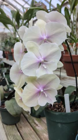 A pretty white Phalaenopsis in full bloom in a greenhouse on a wooden bench with motion from the breeze from a fan above it.
