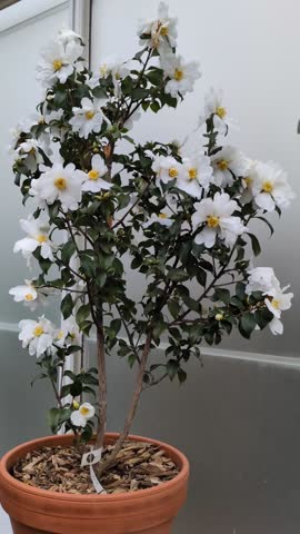 A young Camellia tree, in full bloom with white flowers, in a clay pot on a sill inside a glass greenhouse.