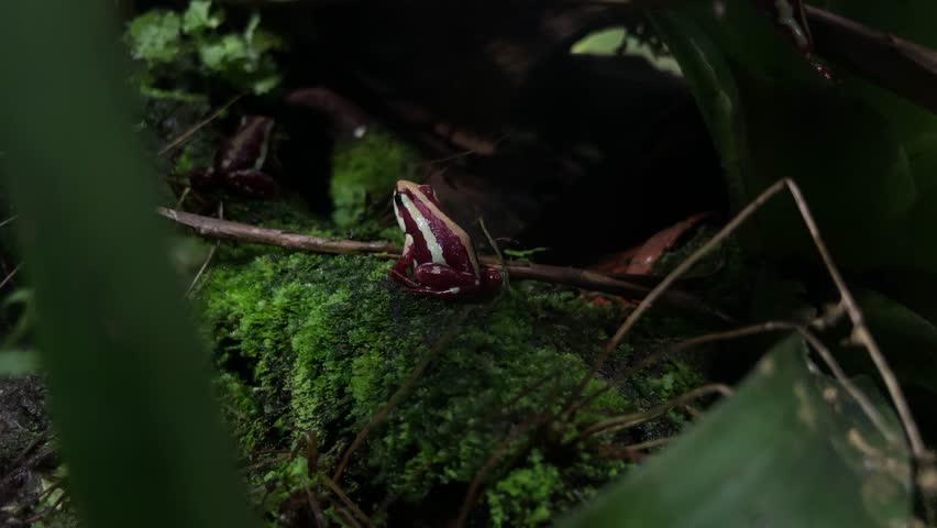 A frog used to make poisonous darts.