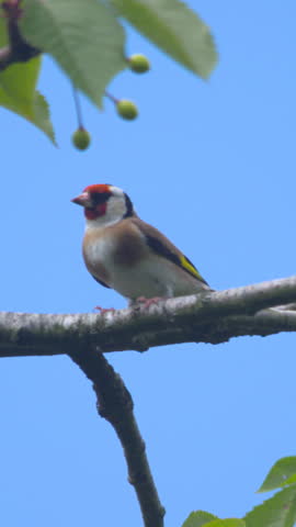 Goldfinch bird singing hopping along tree branch