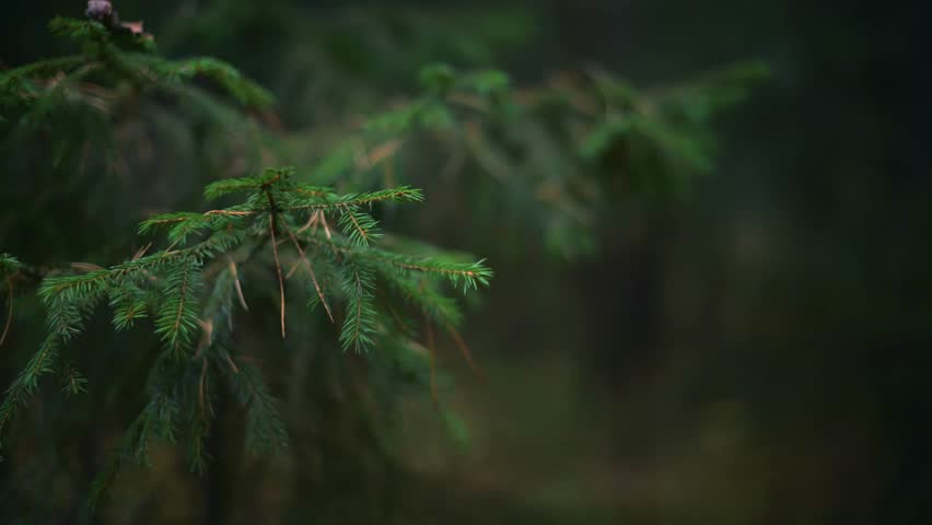 Autumn forest with fallen yellow leaves on the ground