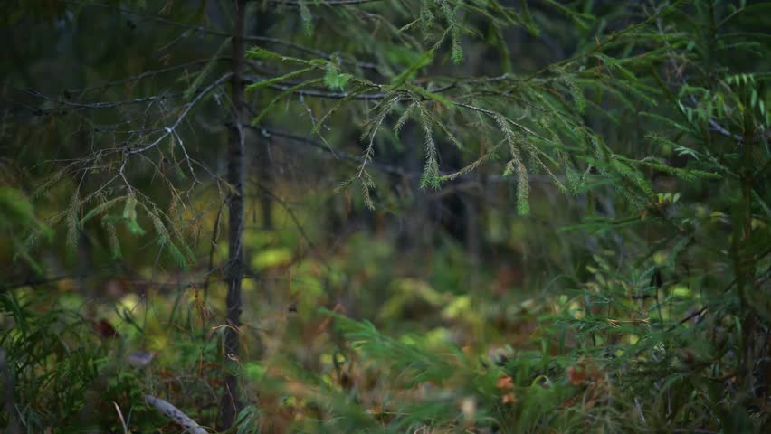 Autumn forest with fallen yellow leaves on the ground