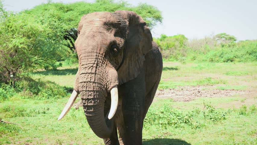 Close up of an African elephant